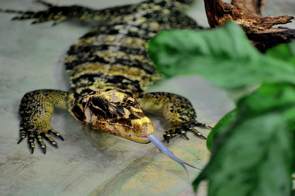 varano Filippine Bioparco