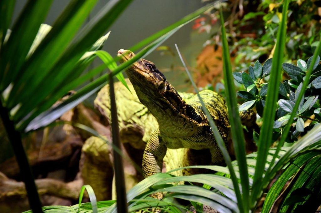varano Filippine Bioparco