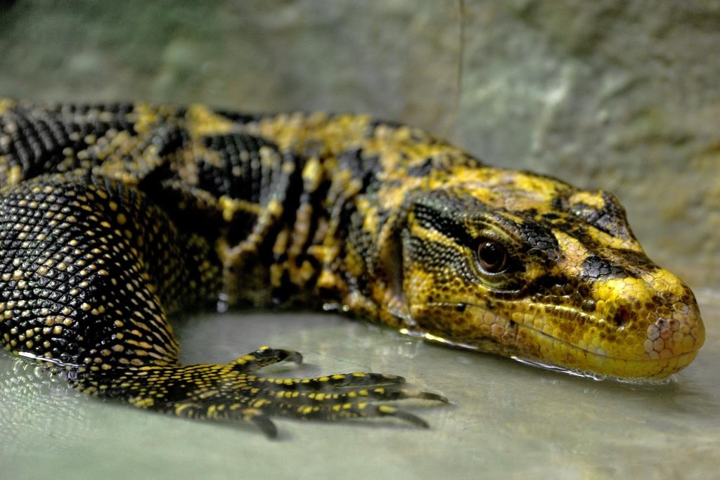 varano Filippine Bioparco