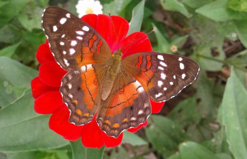 Anartia amathea Colombia