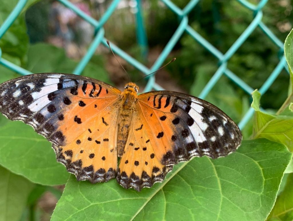 Argynnis hyperbius Japan farfalla