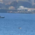 ‘Danza’ di delfini nello Stretto di Messina: lo spettacolo di Gallico | FOTO & VIDEO