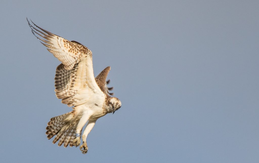 Falco Pescatore - A. R. Apicella