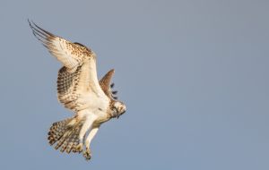 Falco Pescatore - A. R. Apicella