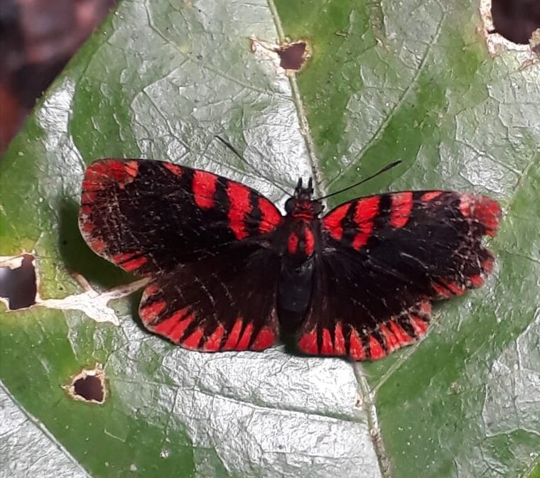 Haemactis sanguinalis Ecuador farfalla