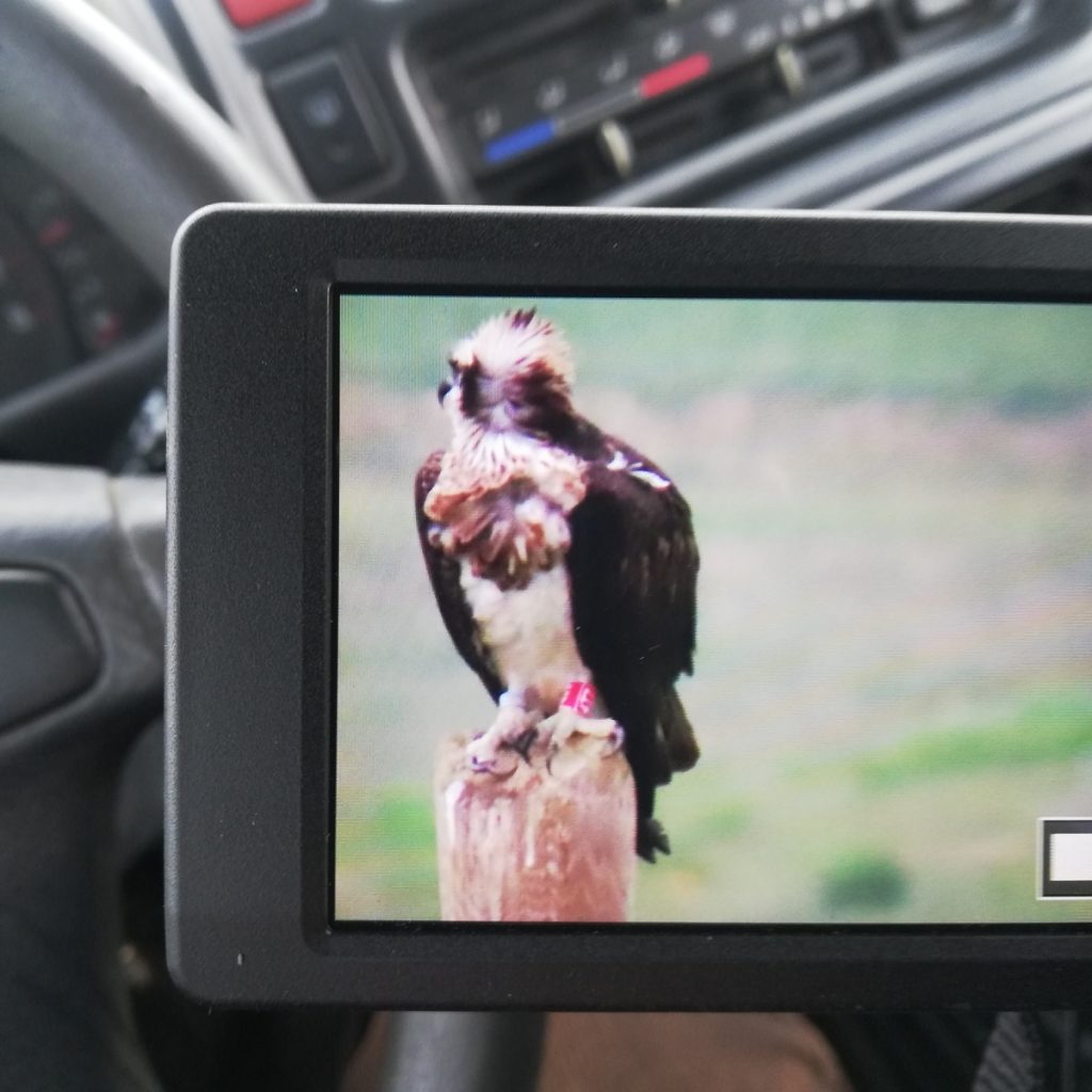 Stagione migratoria Diga del Basentello