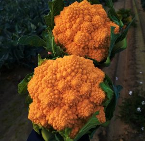 cavolfiore Amoresco