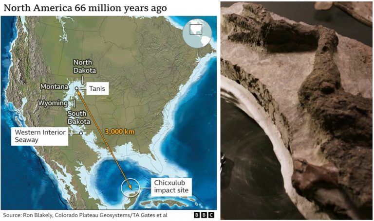 dinosauri scoperto fossile asteroide