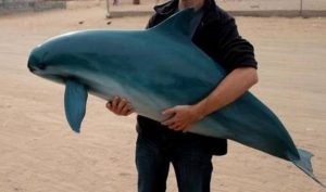 focena del Golfo di California