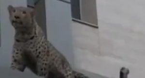 leopardo iran
