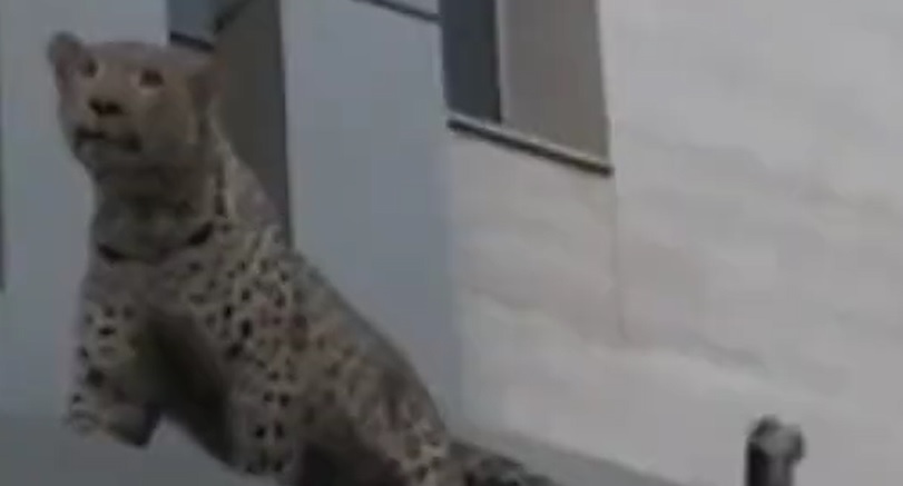 leopardo iran
