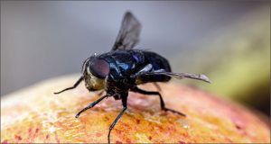 mosca tropicale della frutta