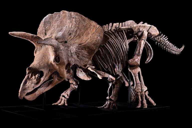 Lo scheletro completo di Big John al termine dei lavori di restauro. È il più grande esemplare di Triceratops horridus scoperto fino ad oggi. Crediti: Zoic Limited Liability Company, (Trieste, Italia), di cui fa parte uno degli autori del paper (Flavio Bacchia).