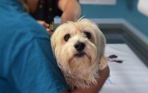 veterinario