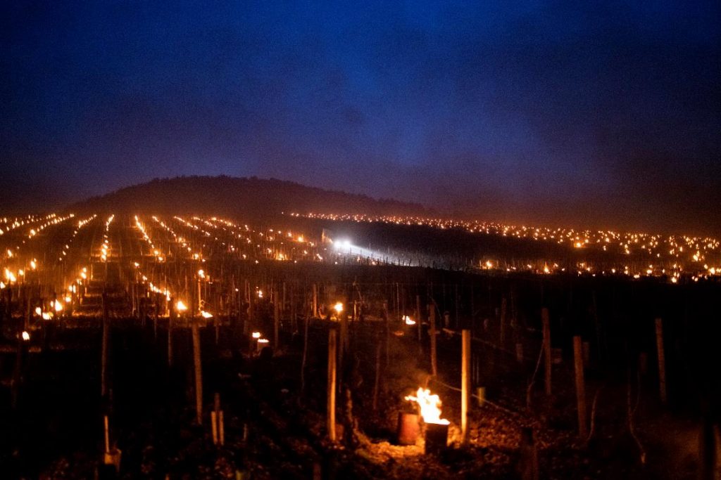 gelo vigneti francia