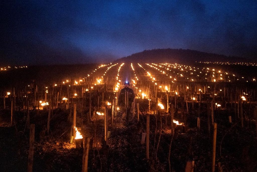 gelo vigneti francia