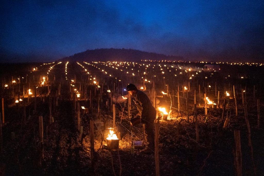 gelo vigneti francia