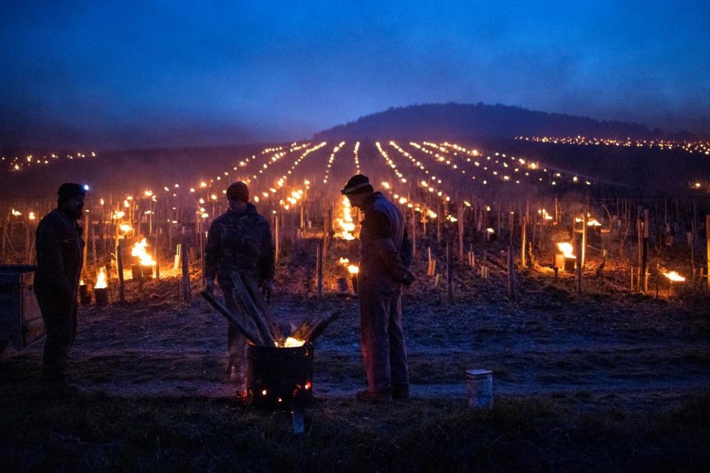 gelo vigneti francia