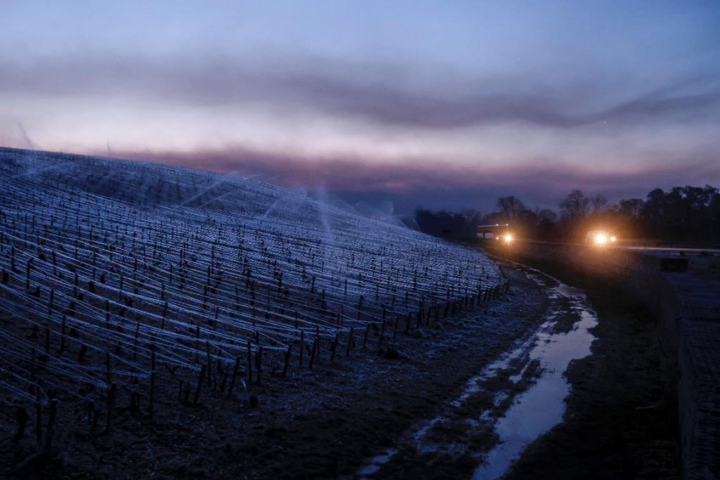 gelo vigneti francia