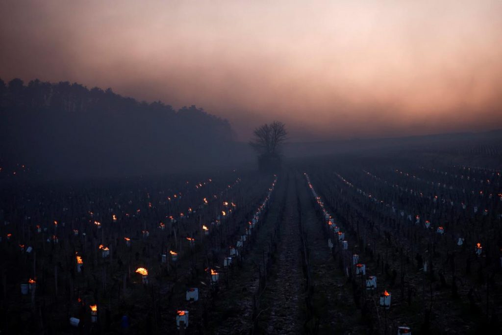 gelo vigneti francia