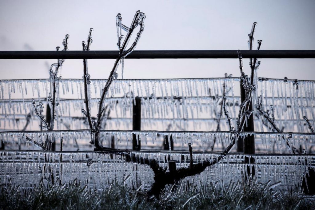 gelo vigneti francia