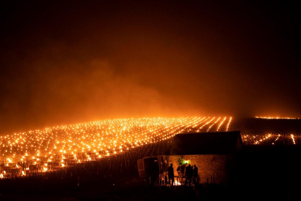 gelo vigneti francia