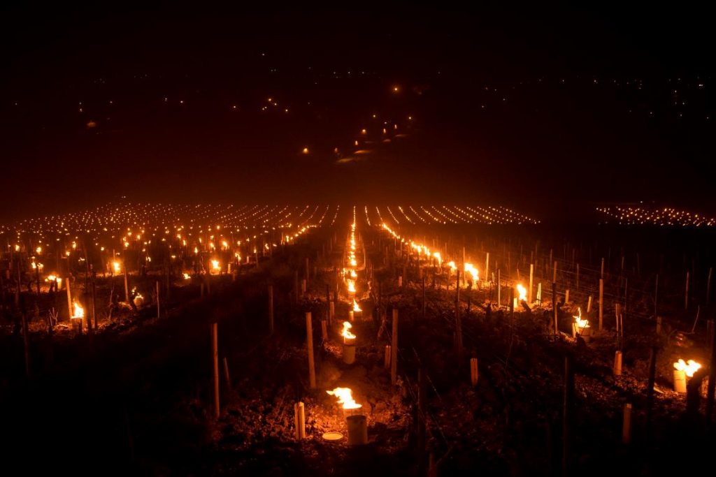 gelo vigneti francia