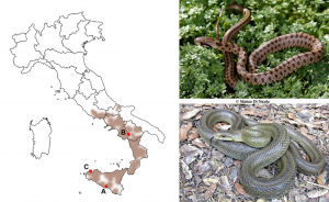 Saettone occhirossi 2022