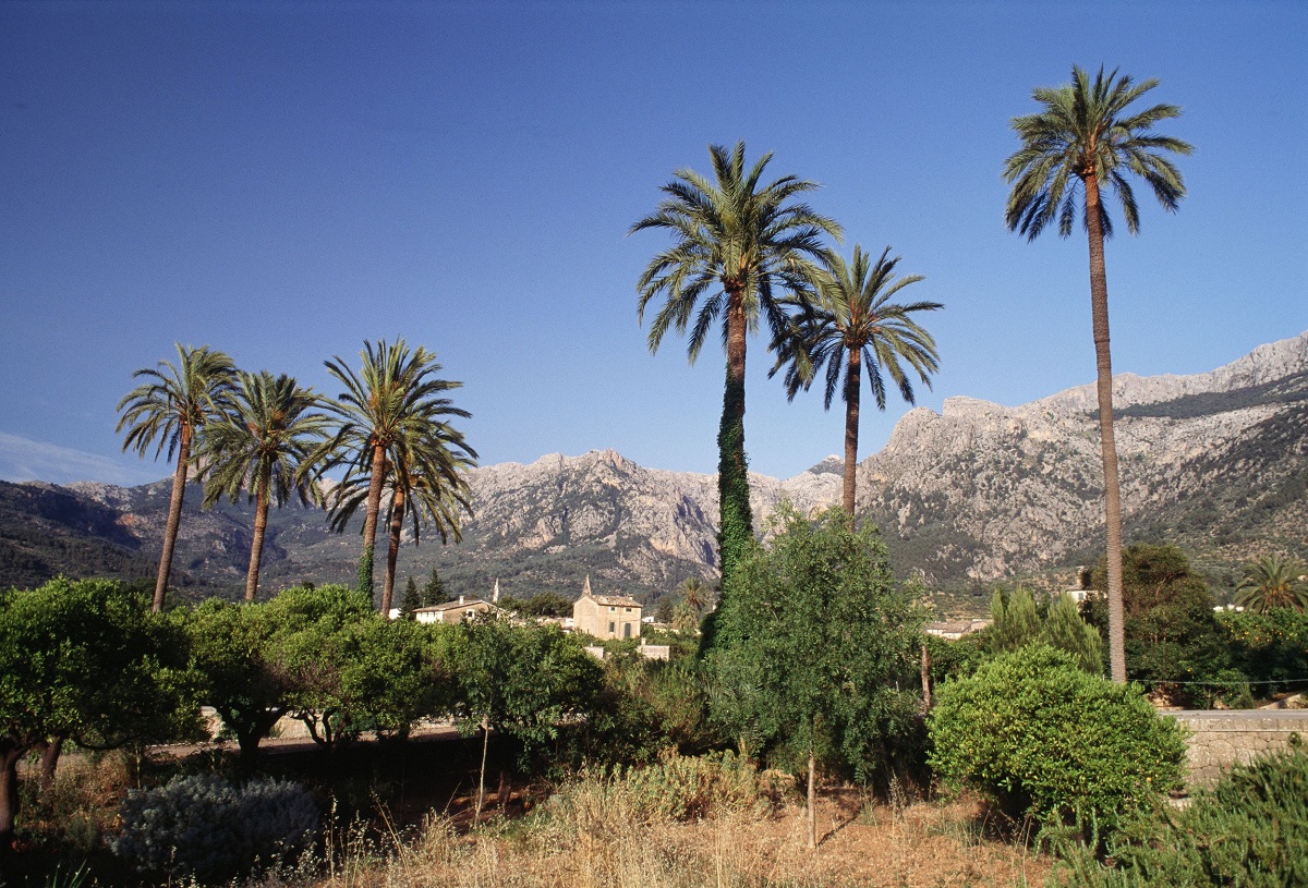 Sóller Maiorca