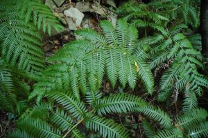 Woodwardia radicans (L.) Sm. - Felce bulbifera