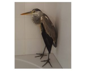 airone cenerino ferito