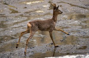 capriolo