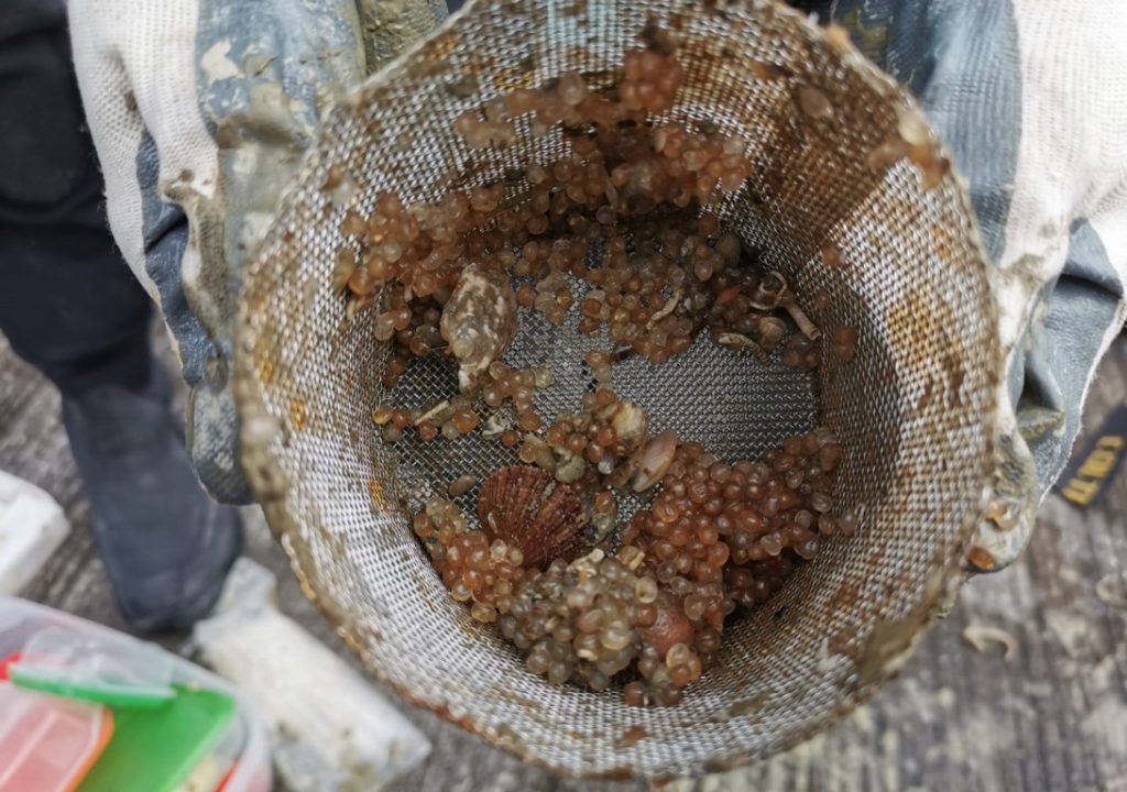degradazione bioplastiche