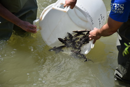 fish migration day