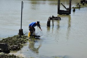 fish migration day