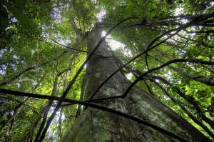 foresta pluviale