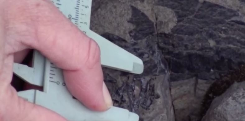 fossile ittiosauro cile