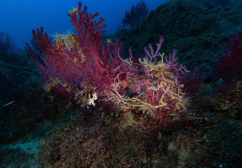 gorgonie