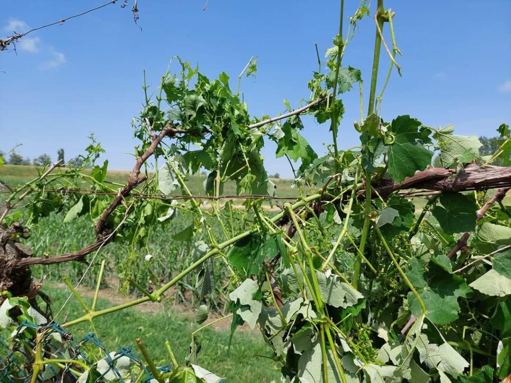 grandine agricoltura copparo emilia romagna