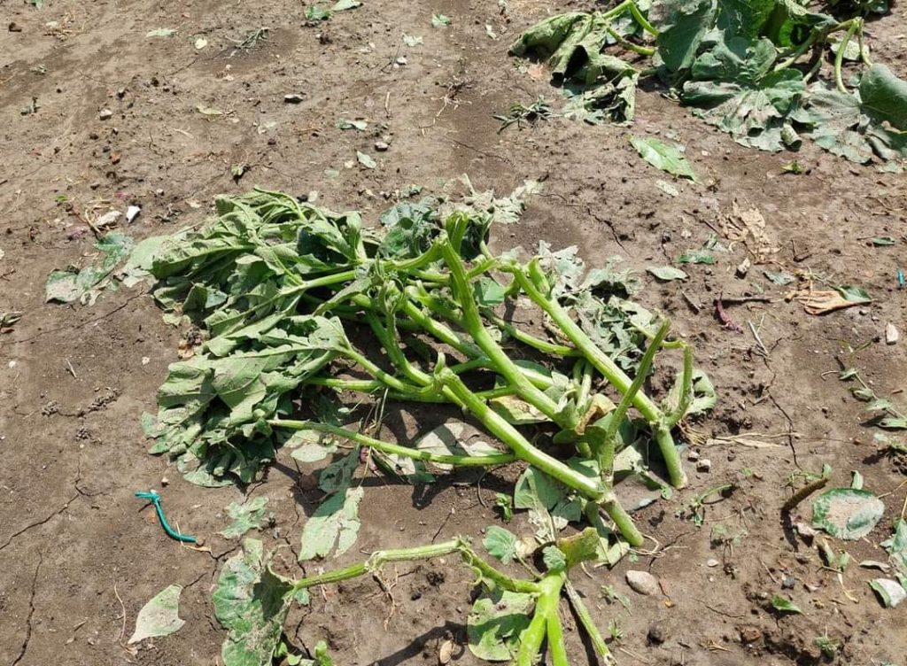 grandine agricoltura copparo emilia romagna
