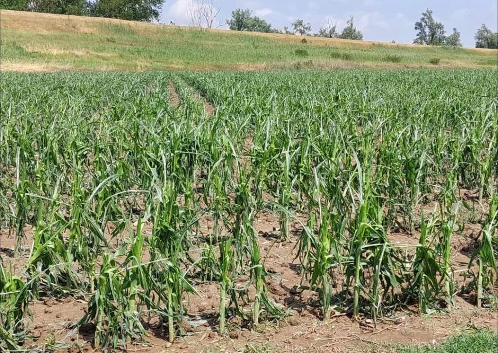grandine agricoltura copparo emilia romagna