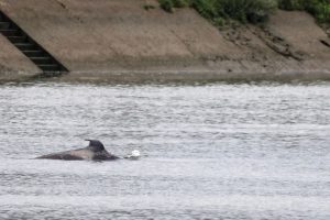orca senna