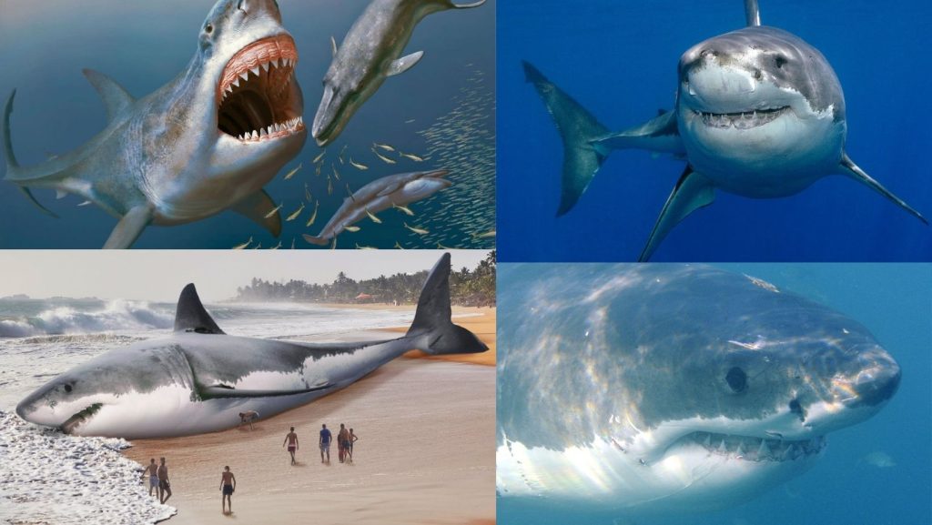 squalo bianco megalodonte