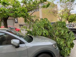 via cuzzocrea reggio calabria rami vento