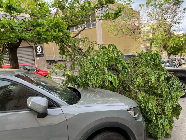 via cuzzocrea reggio calabria rami vento