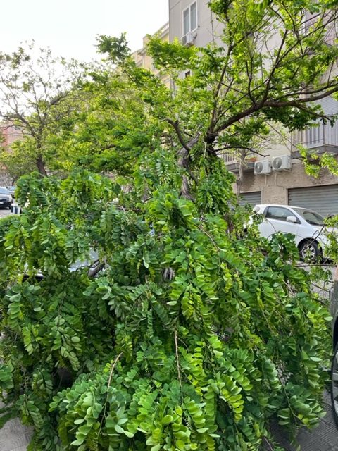 via cuzzocrea reggio calabria rami vento