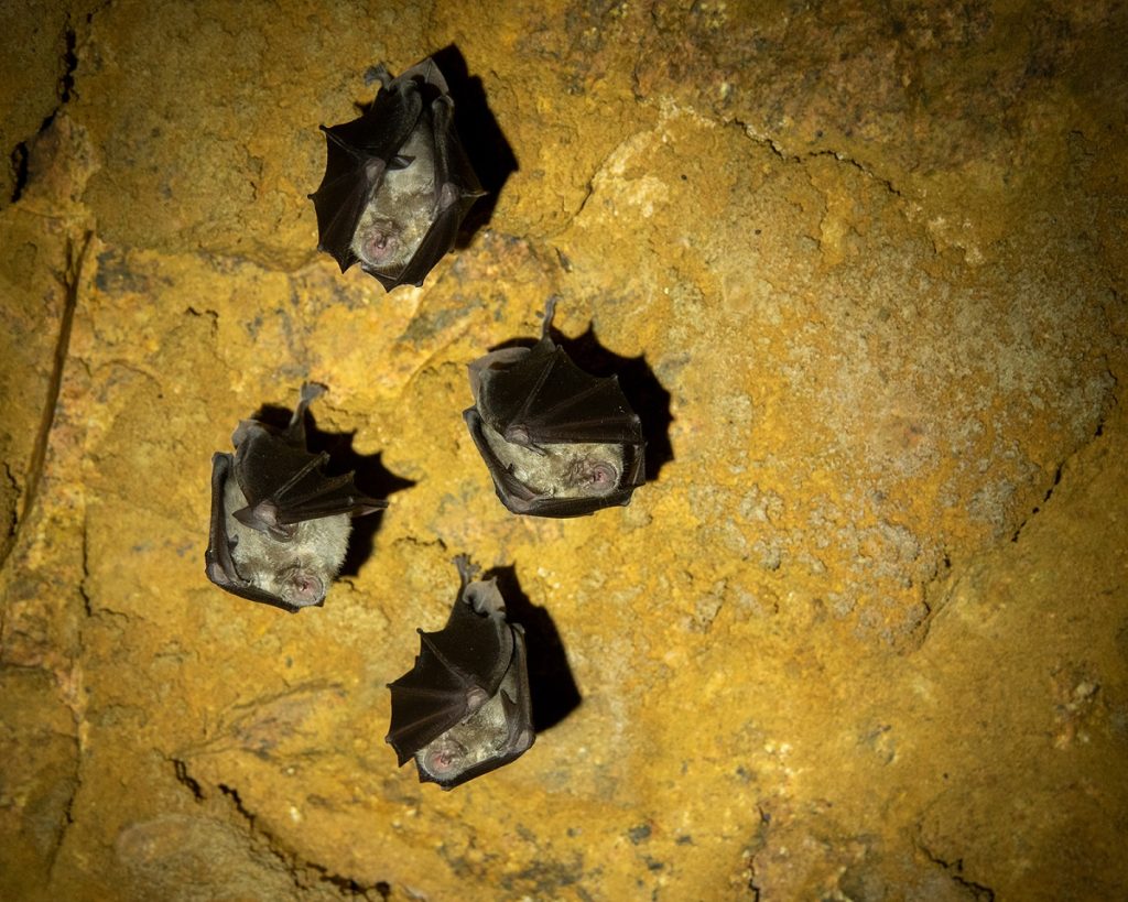 Pipistrelli foto Simone Giachello