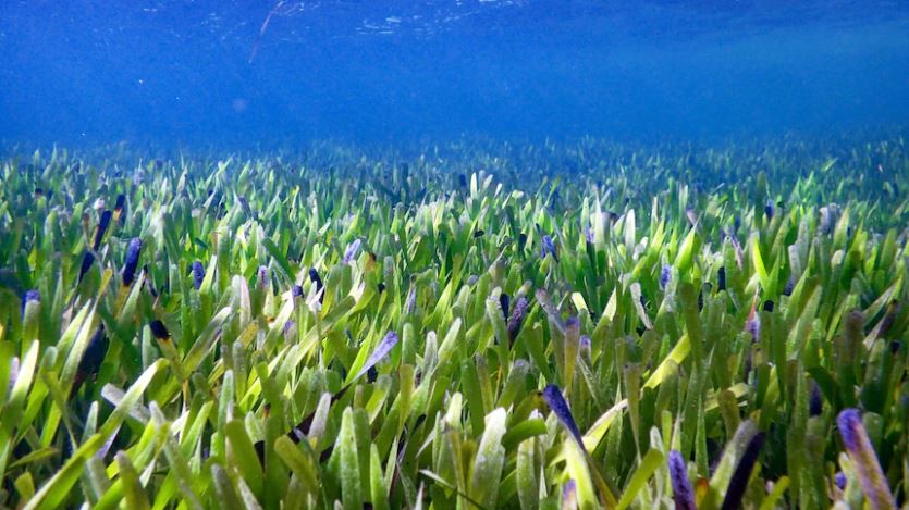 fanerogame marine Posidonia australis