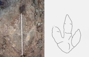 impronta dinosauro marocco