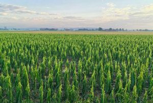 maltempo agricoltura biotecnologia